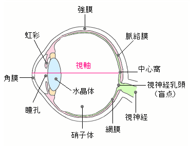 目の構造＜網膜、硝子体、水晶体、角膜＞